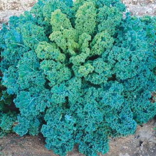 Blue Curled Scotch Kale Thumbnail